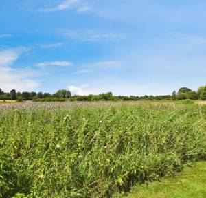 4 Bedroom House for sale in Chestnut Close, Salisbury